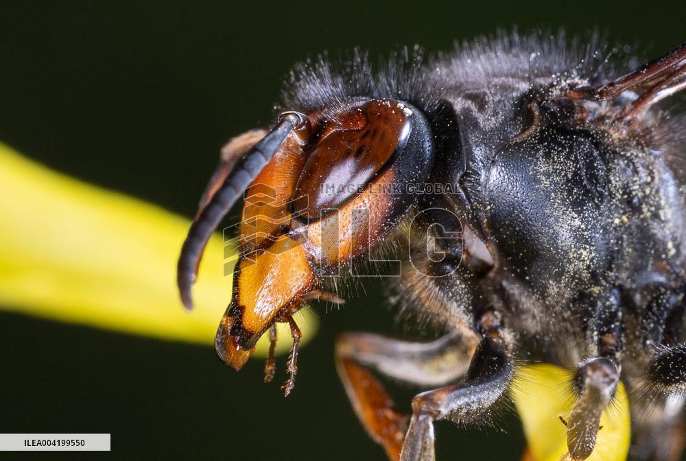Asian hornets preying on hundreds of native insect species in Europe