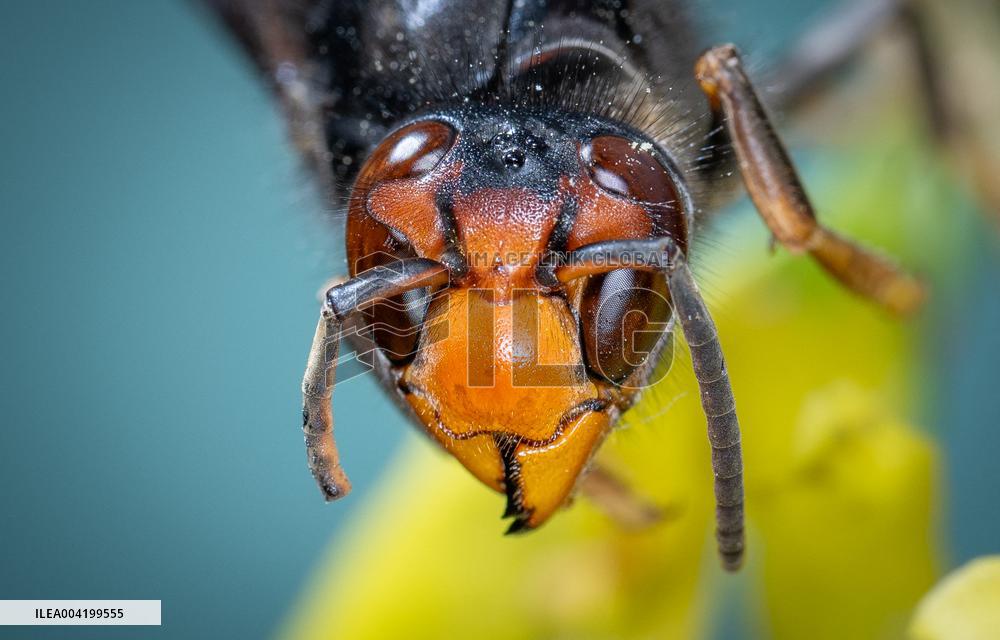 Asian hornets preying on hundreds of native insect species in Europe
