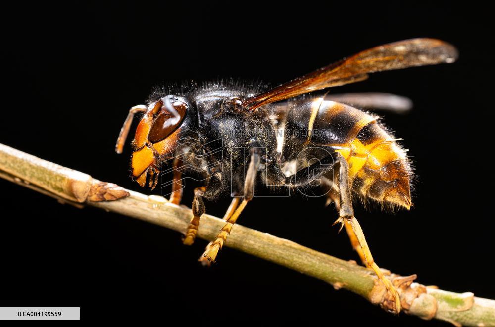 Asian hornets preying on hundreds of native insect species in Europe