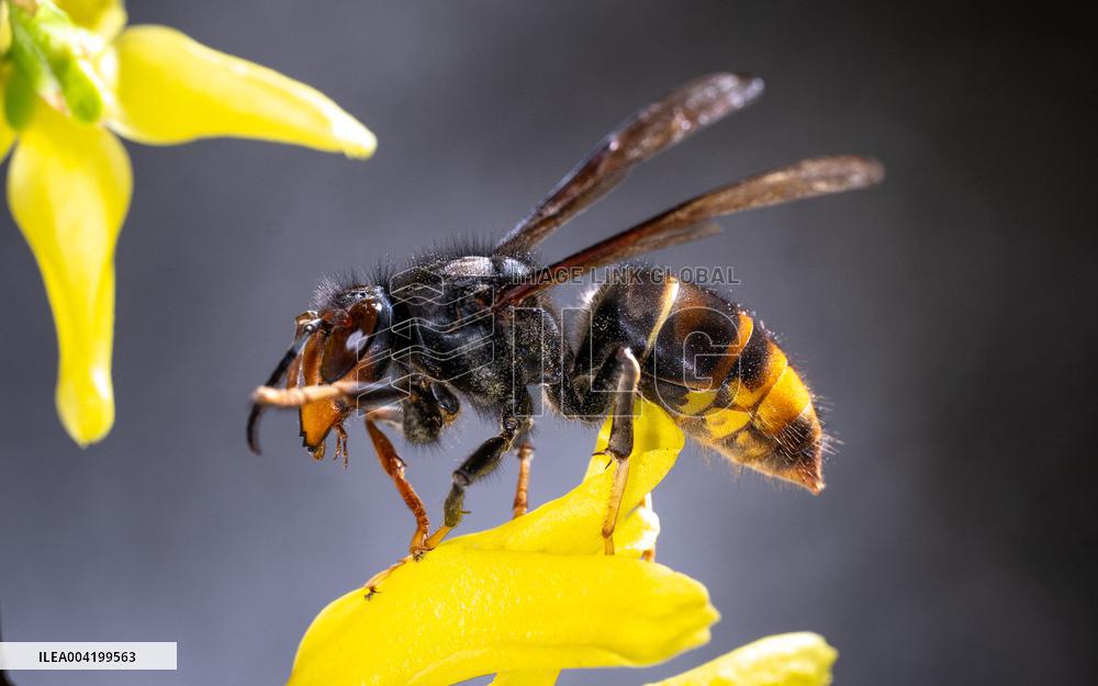 Asian hornets preying on hundreds of native insect species in Europe
