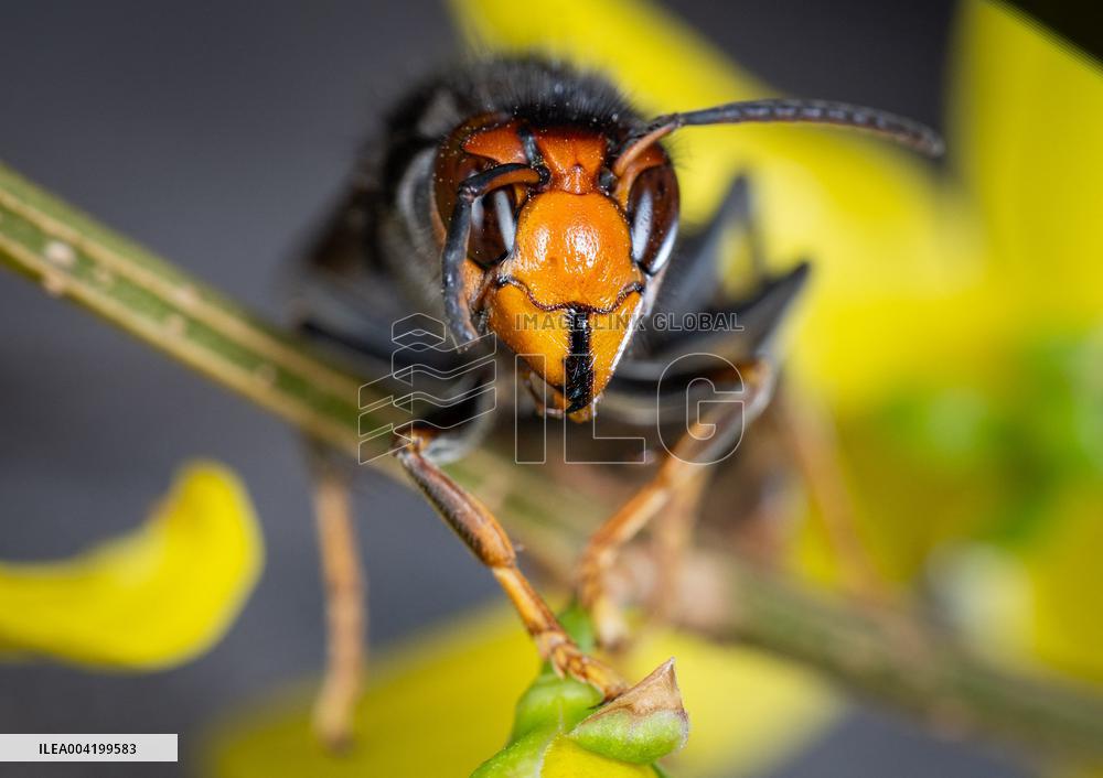 Asian hornets preying on hundreds of native insect species in Europe