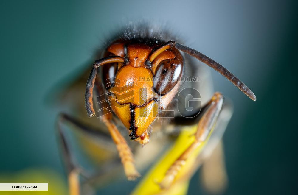 Asian hornets preying on hundreds of native insect species in Europe