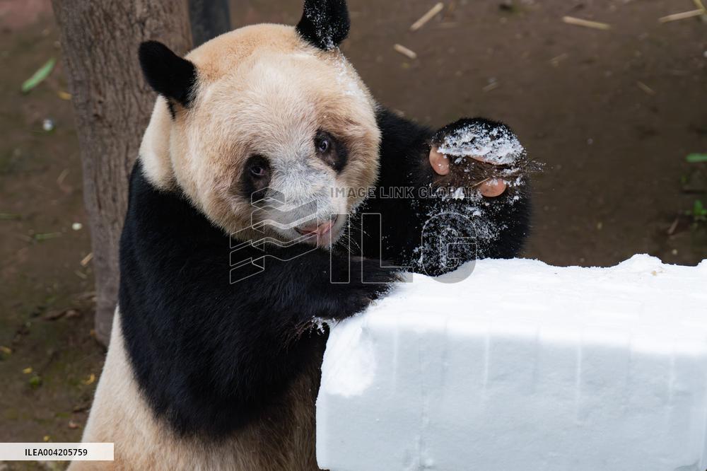 China Chongqing Zoo Giant Panda