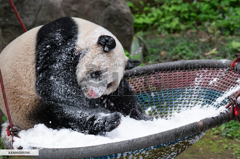China Chongqing Zoo Giant Panda