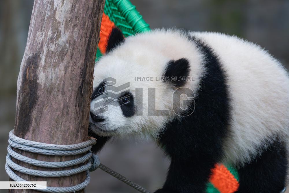 China Chongqing Zoo Giant Panda