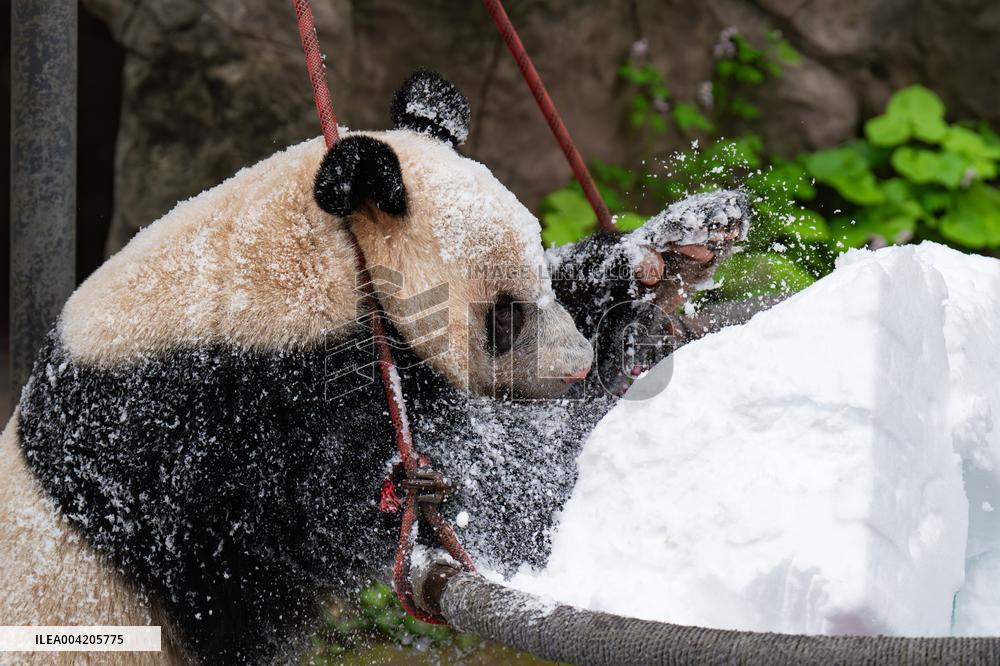 China Chongqing Zoo Giant Panda