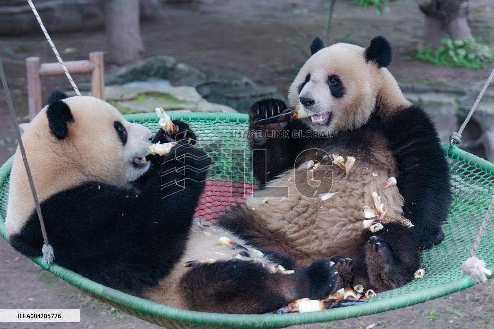 China Chongqing Zoo Giant Panda