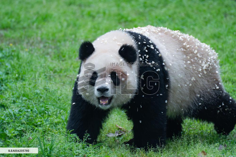 China Chongqing Zoo Giant Panda