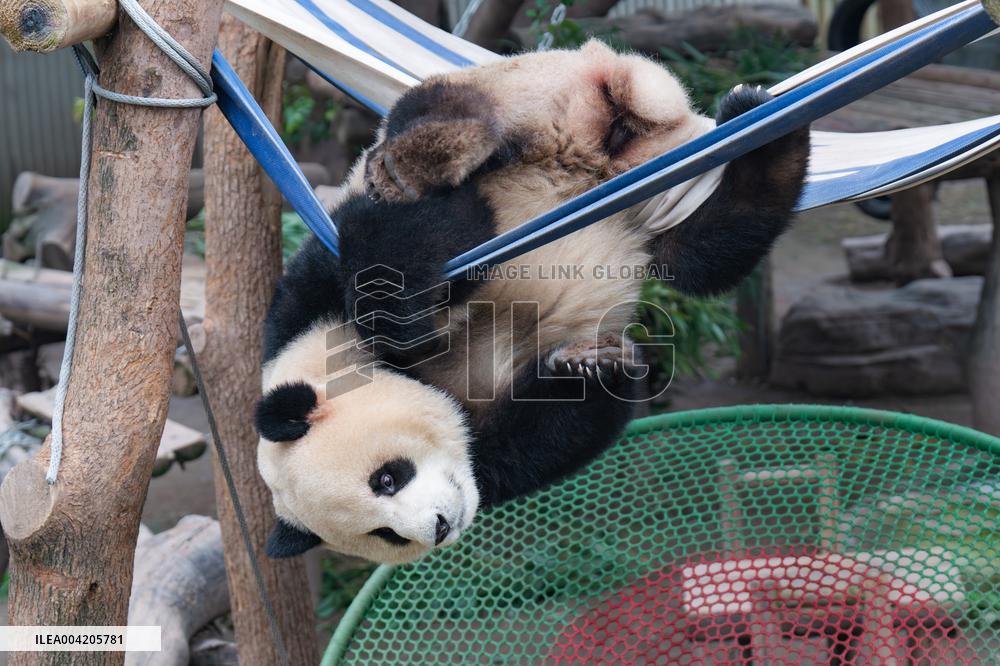 China Chongqing Zoo Giant Panda