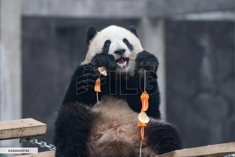 China Chongqing Zoo Giant Panda
