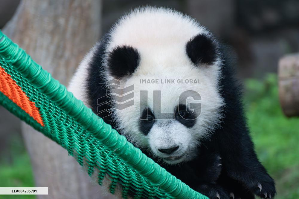 China Chongqing Zoo Giant Panda