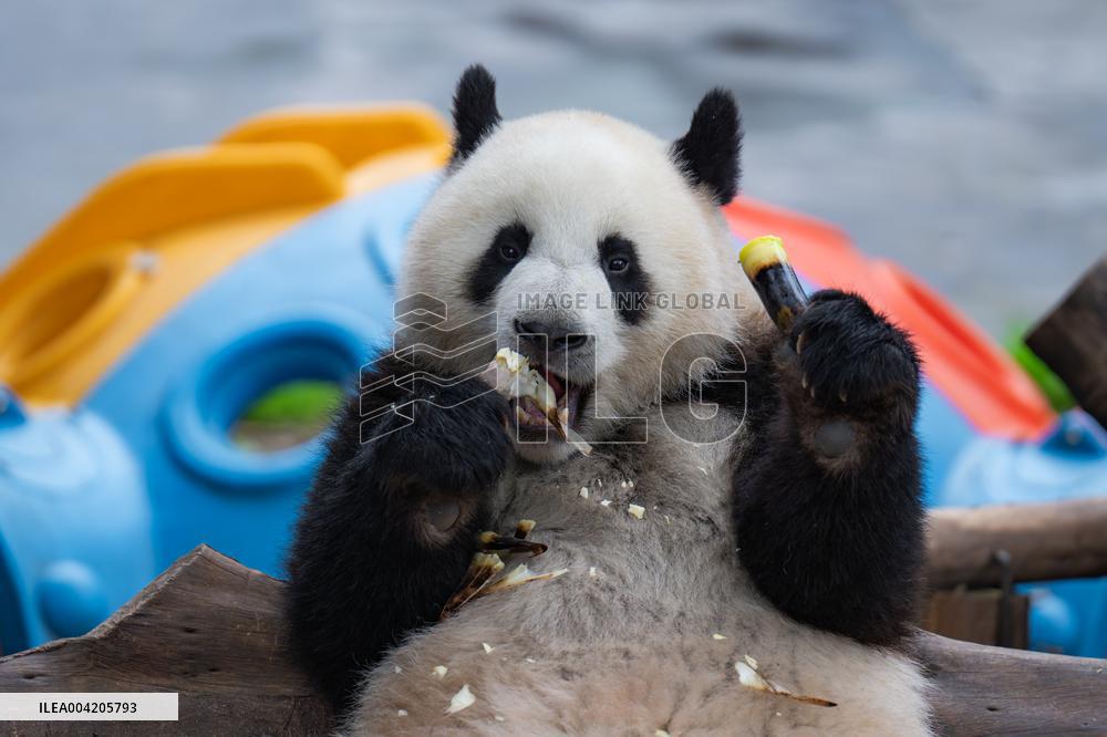 China Chongqing Zoo Giant Panda