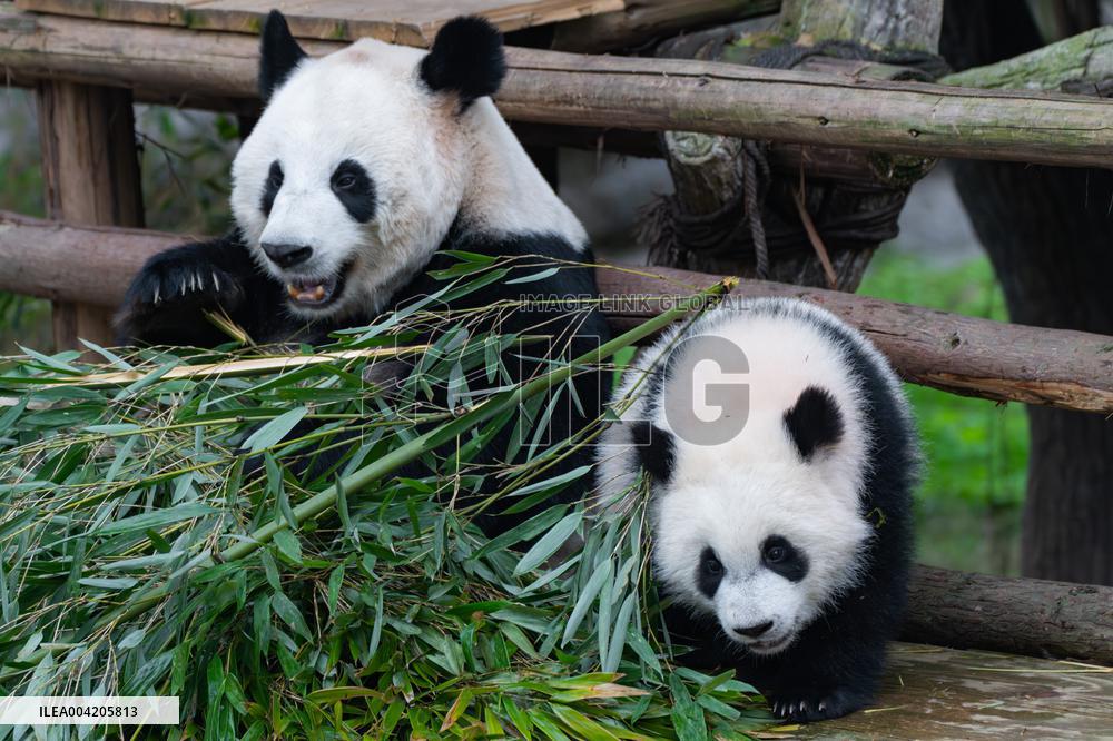 China Chongqing Zoo Giant Panda