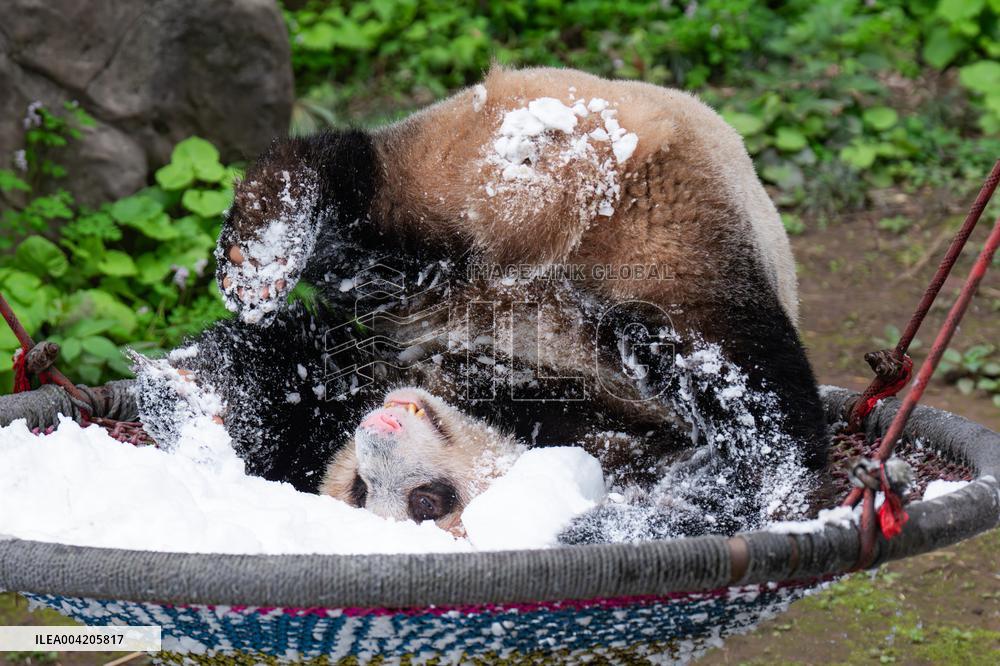 China Chongqing Zoo Giant Panda