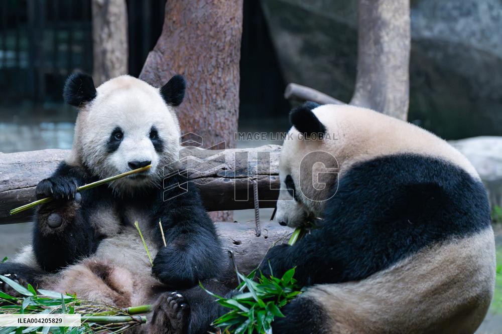 China Chongqing Zoo Giant Panda