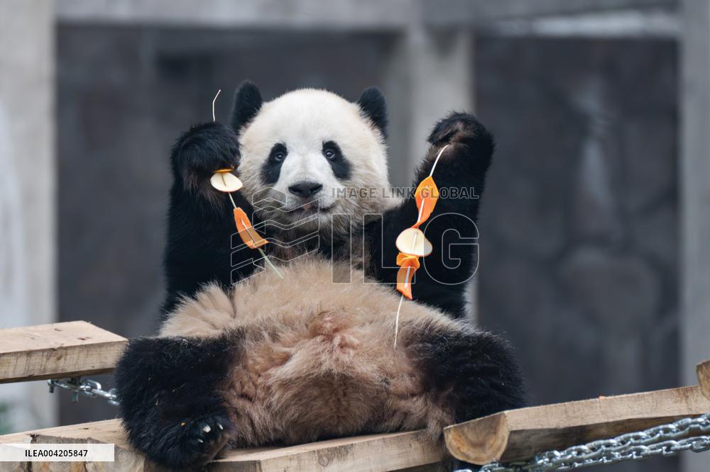 China Chongqing Zoo Giant Panda