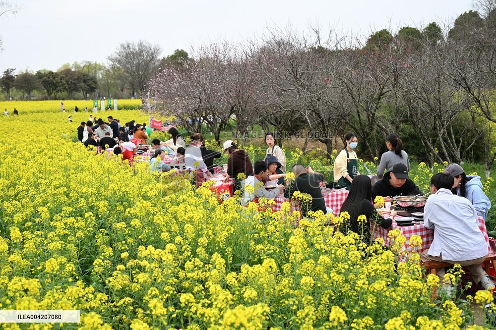 Tourists Eat Hot Pot Among Blooming Rapeseed Flowers in Nanjing