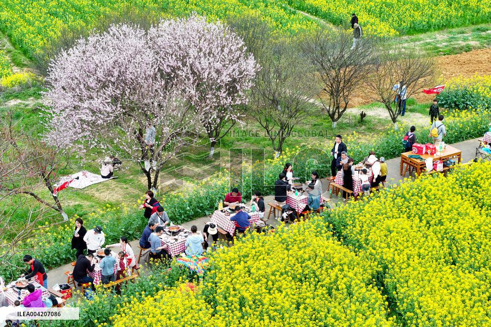 Tourists Eat Hot Pot Among Blooming Rapeseed Flowers in Nanjing