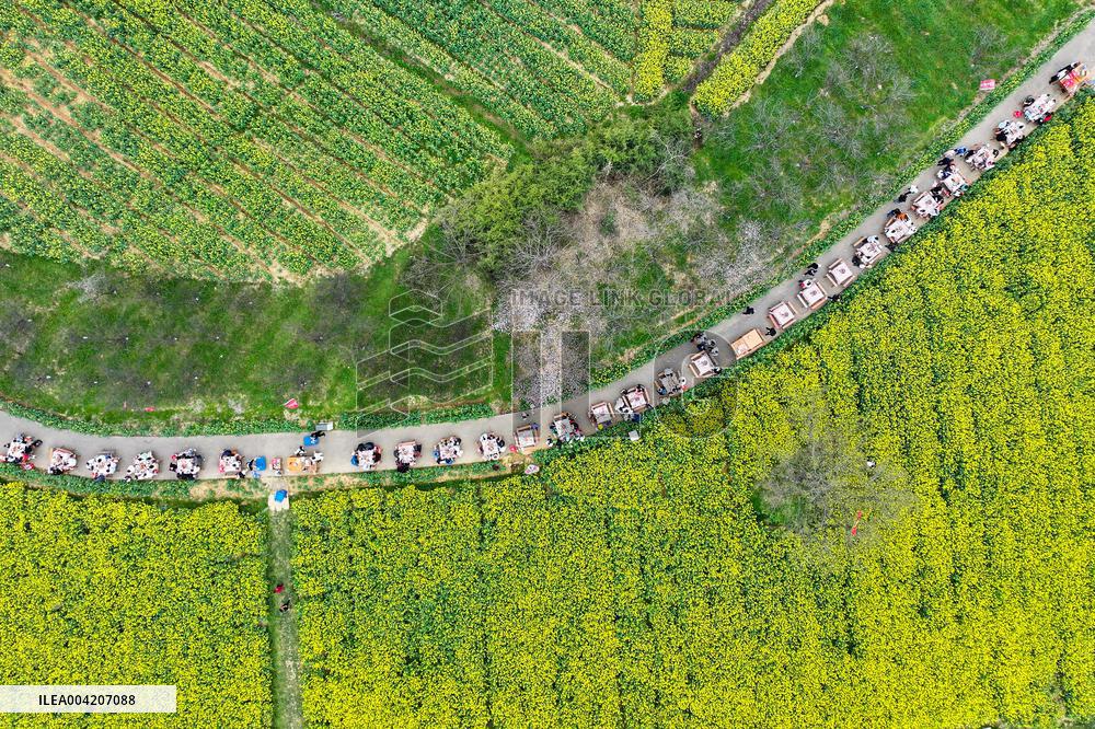 Tourists Eat Hot Pot Among Blooming Rapeseed Flowers in Nanjing
