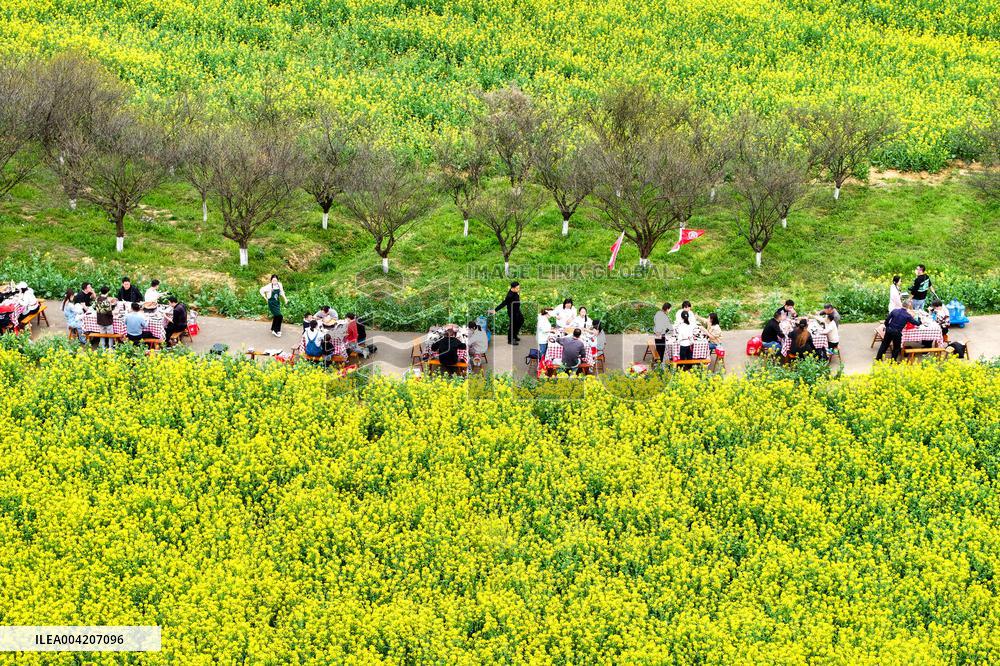 Tourists Eat Hot Pot Among Blooming Rapeseed Flowers in Nanjing