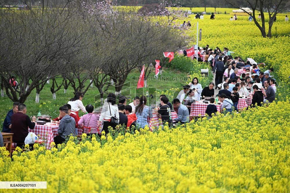 Tourists Eat Hot Pot Among Blooming Rapeseed Flowers in Nanjing