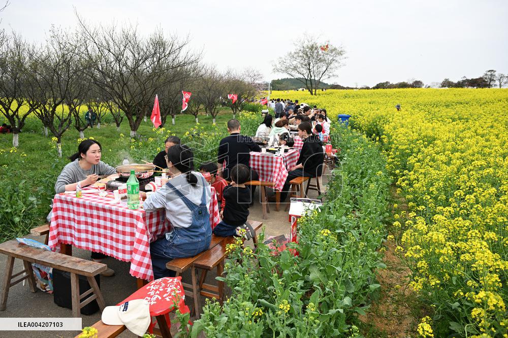 Tourists Eat Hot Pot Among Blooming Rapeseed Flowers in Nanjing