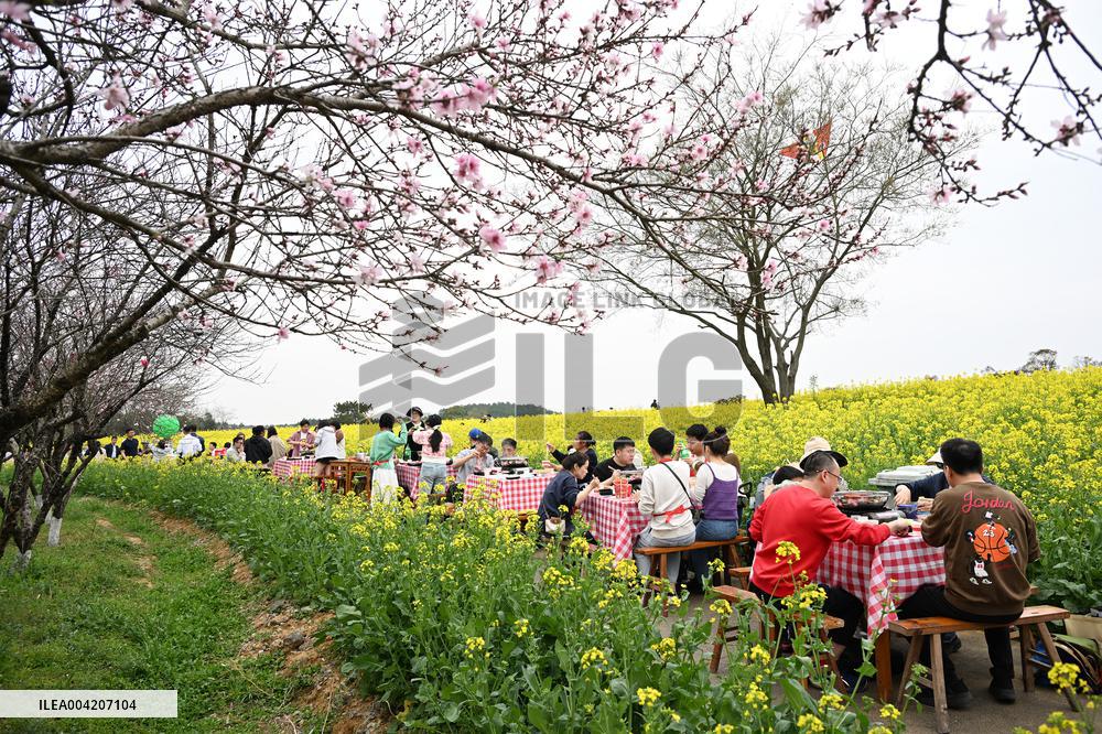 Tourists Eat Hot Pot Among Blooming Rapeseed Flowers in Nanjing