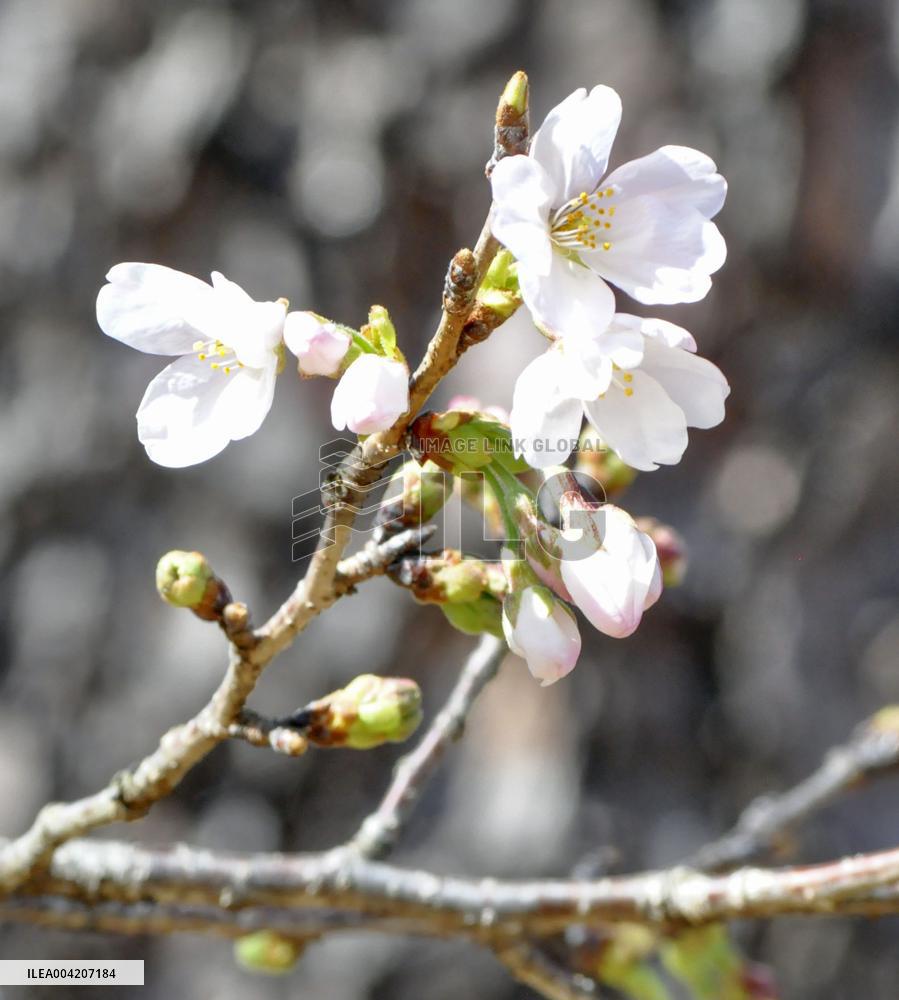 Cherry tree comes into bloom in Kochi