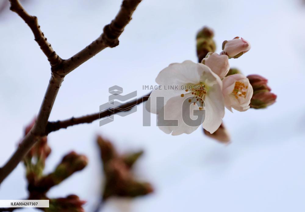 Cherry tree comes into bloom in Kumamoto