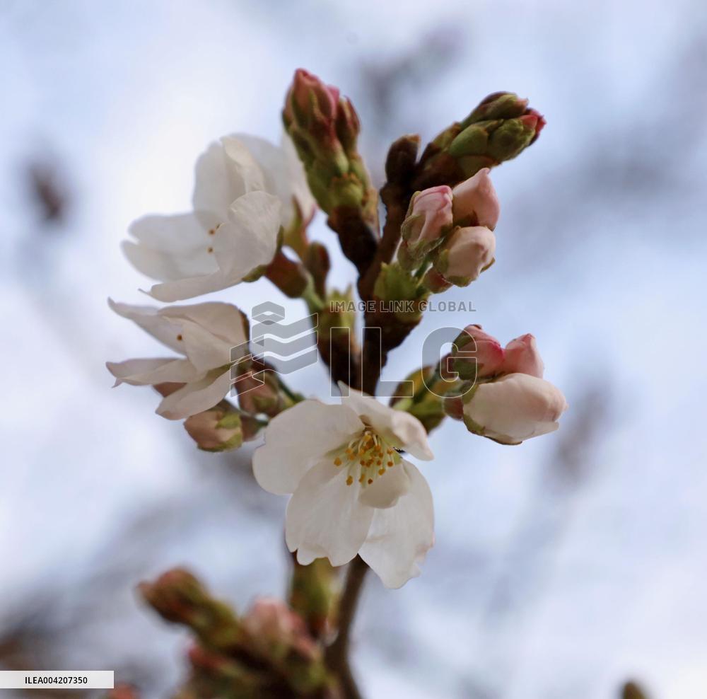 Cherry tree comes into bloom in Kumamoto