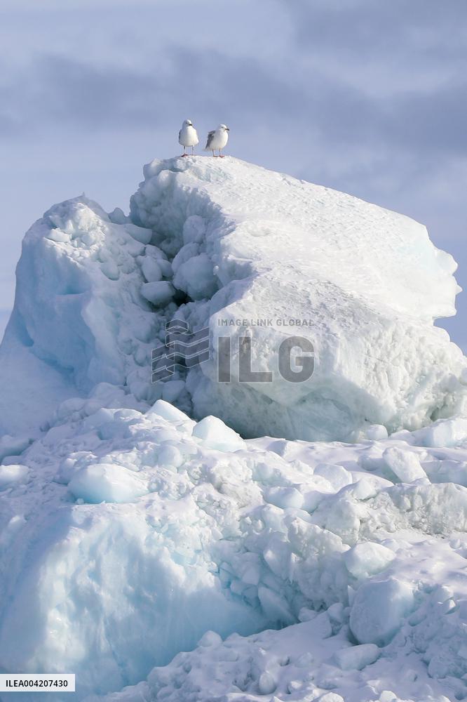 Icebergs at the Disko Bay close to Ilulissat - Greenland