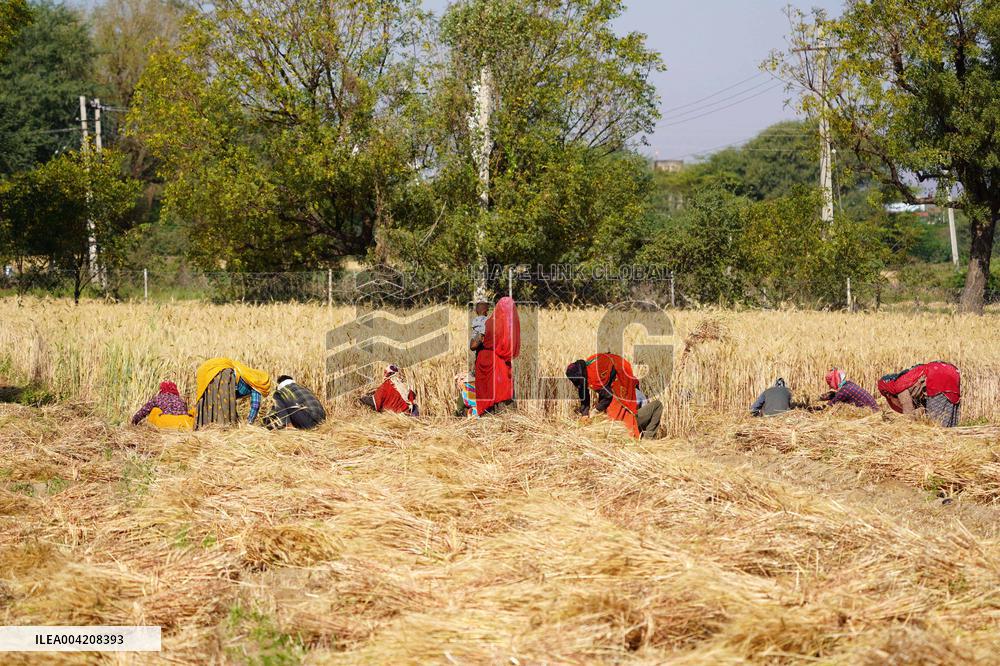 Indian Farmers Harvest A Wheat Crop - Rajasthan