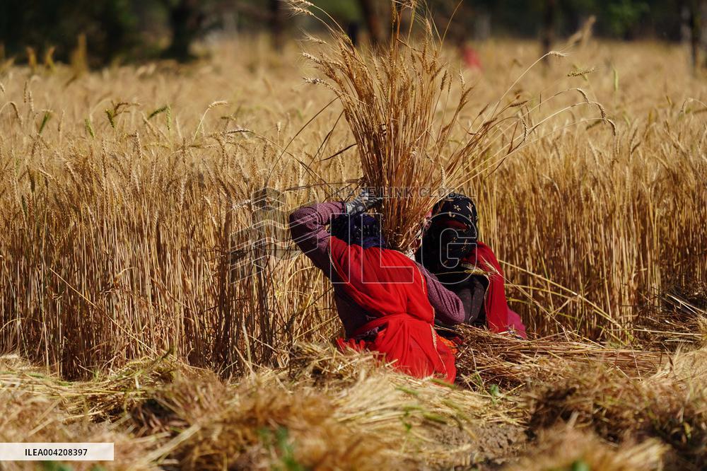 Indian Farmers Harvest A Wheat Crop - Rajasthan