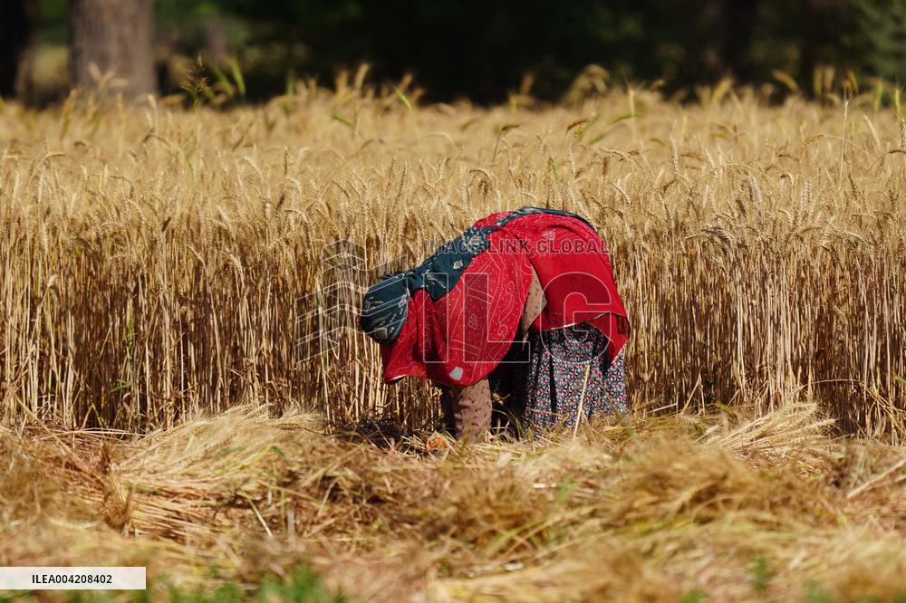 Indian Farmers Harvest A Wheat Crop - Rajasthan