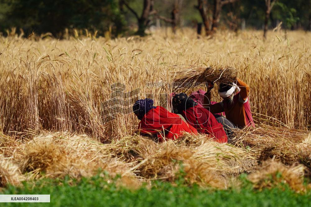 Indian Farmers Harvest A Wheat Crop - Rajasthan