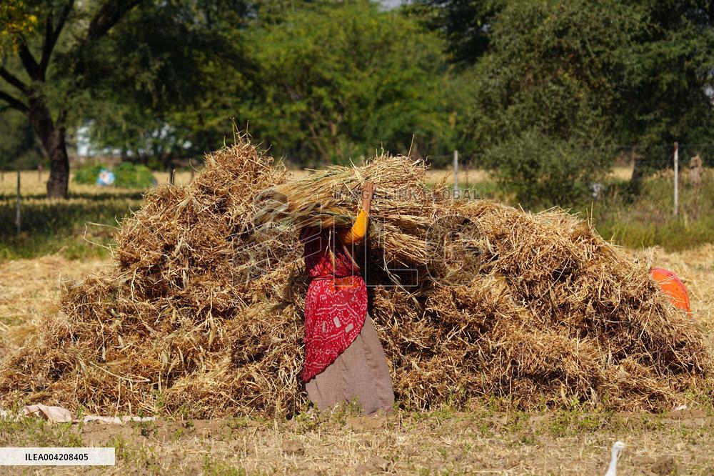 Indian Farmers Harvest A Wheat Crop - Rajasthan