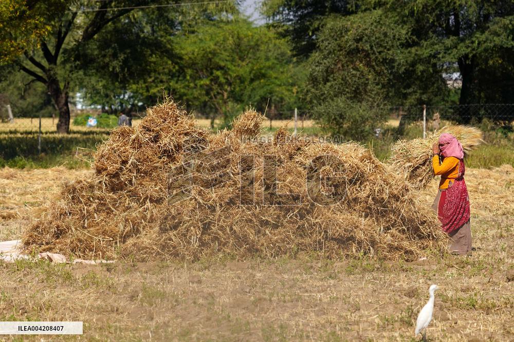 Indian Farmers Harvest A Wheat Crop - Rajasthan