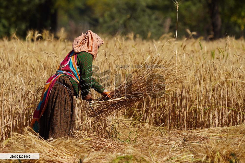 Indian Farmers Harvest A Wheat Crop - Rajasthan