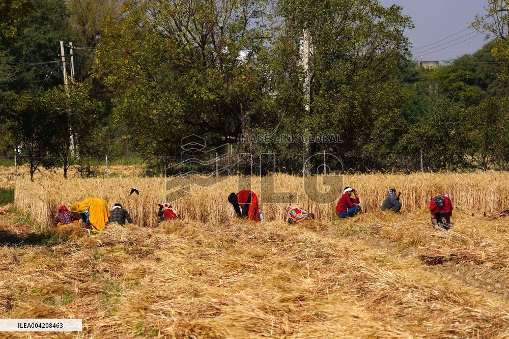 Indian Farmers Harvest A Wheat Crop - Rajasthan