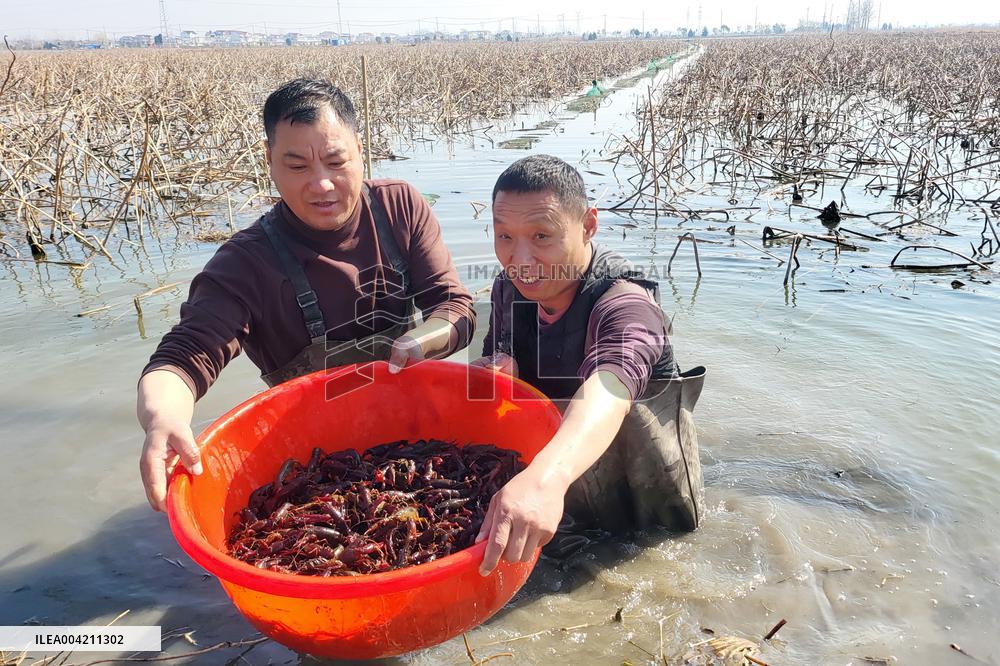 Farmers Catch Crayfish in Lianyungang