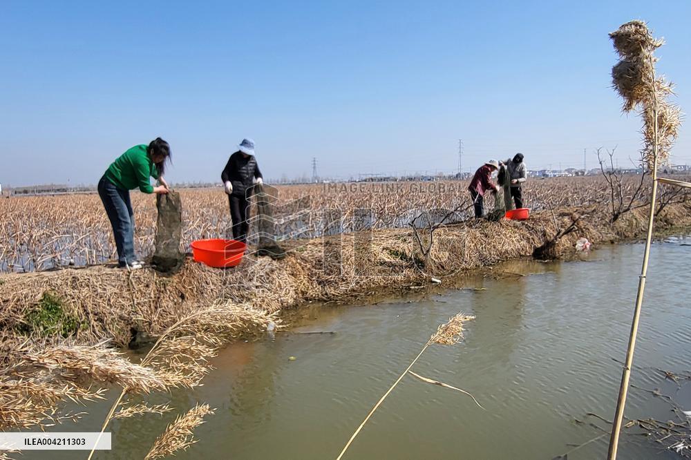 Farmers Catch Crayfish in Lianyungang