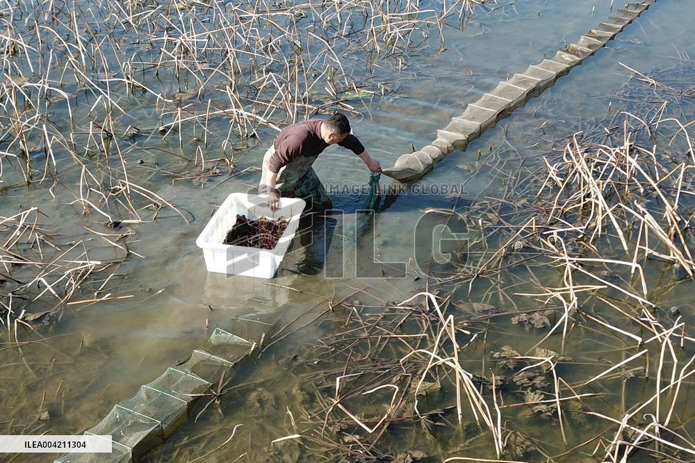 Farmers Catch Crayfish in Lianyungang