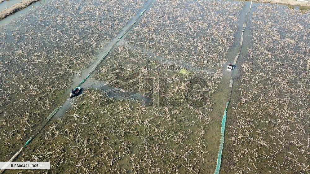 Farmers Catch Crayfish in Lianyungang