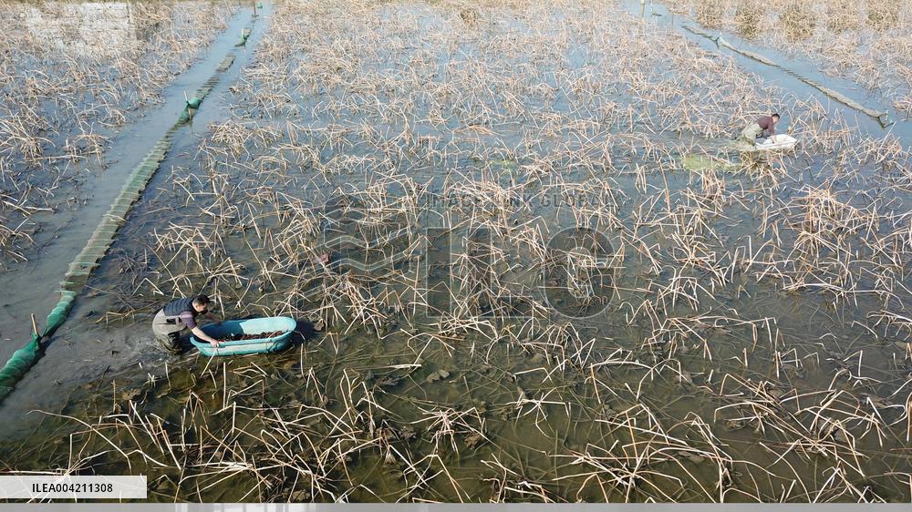 Farmers Catch Crayfish in Lianyungang