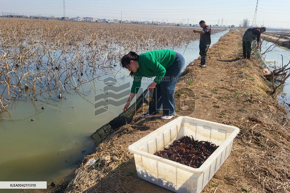 Farmers Catch Crayfish in Lianyungang