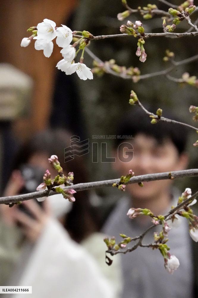 Cherry blossoms in Tokyo