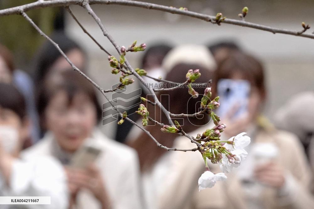 Cherry blossoms in Tokyo