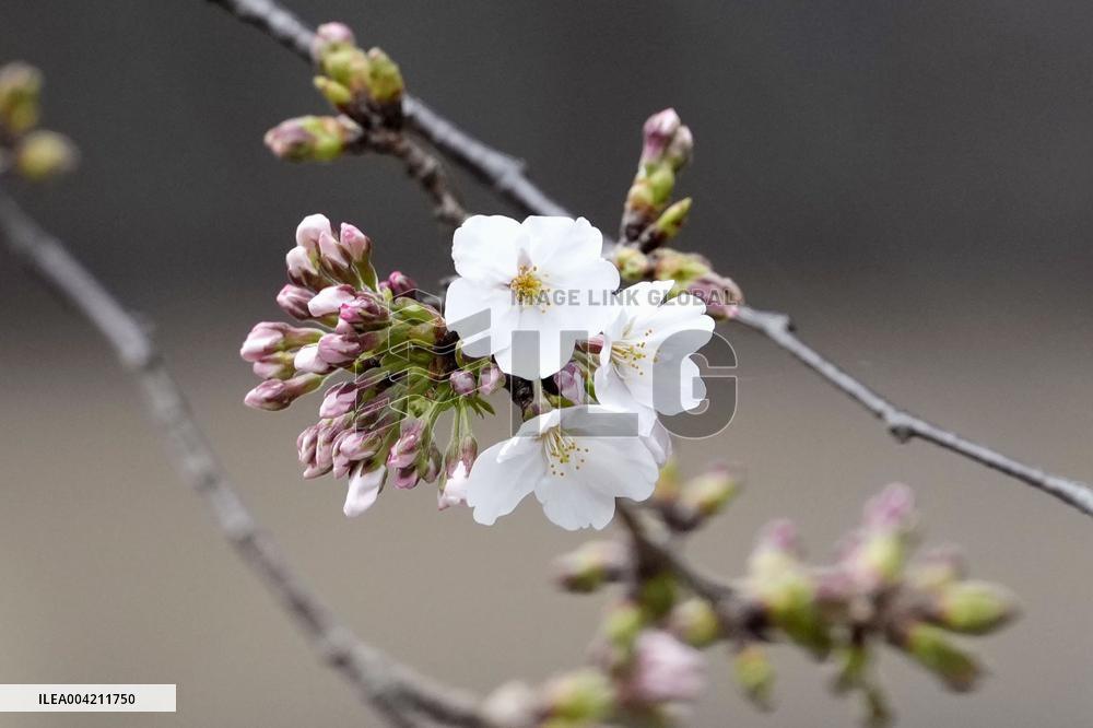 Cherry blossoms in Tokyo