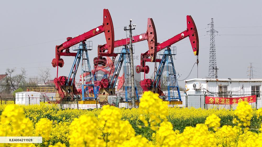 Subei Oil Extraction Plant Amid Rapeseed Flowers