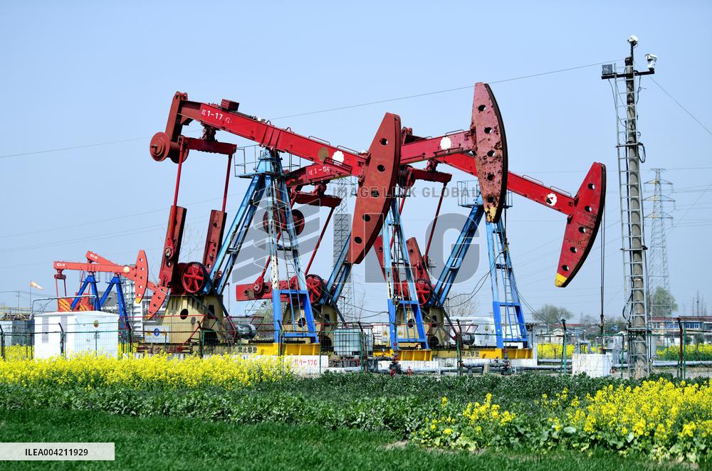 Subei Oil Extraction Plant Amid Rapeseed Flowers